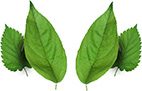 h10_leaf